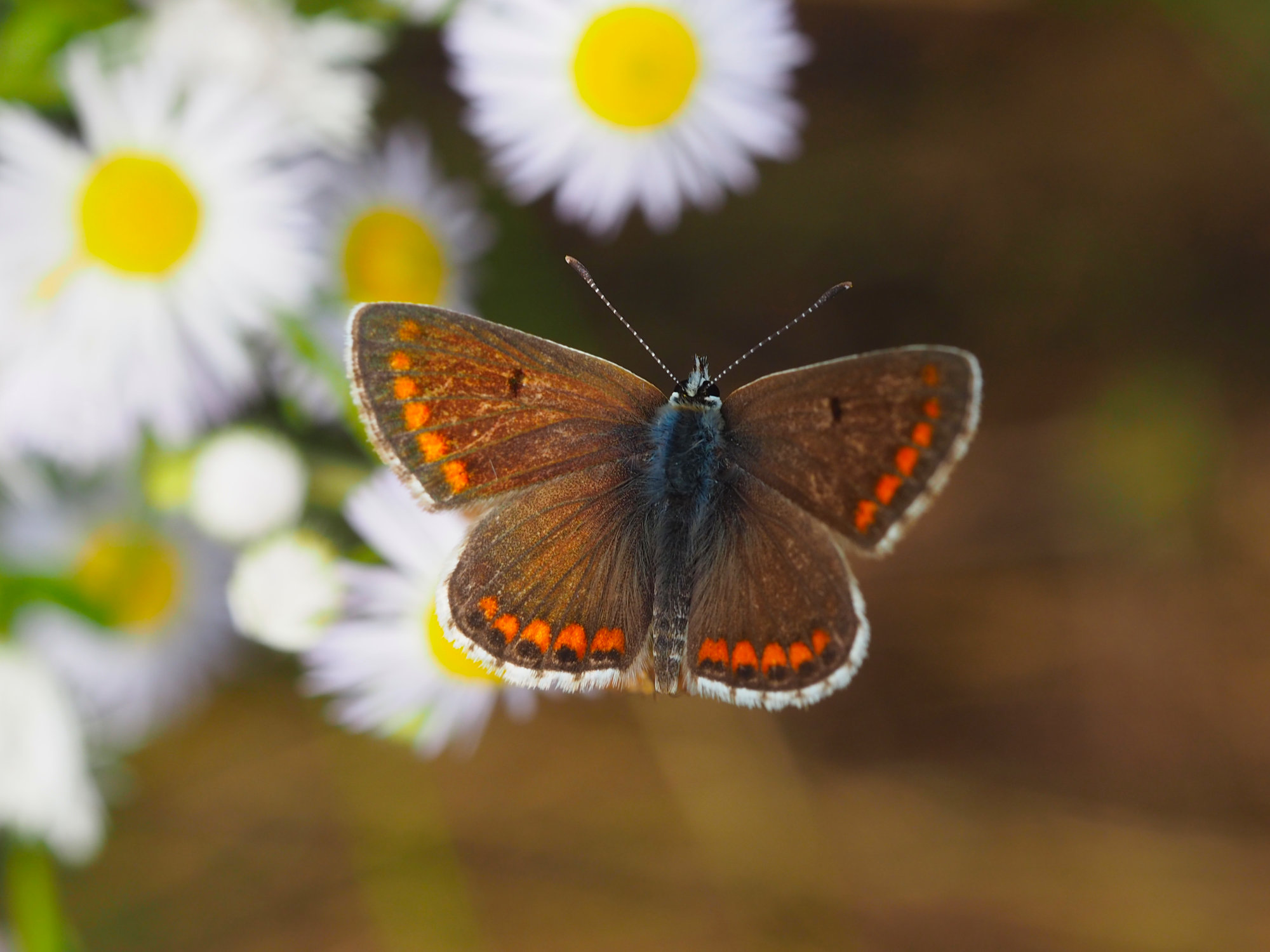 fotografija leptira braon boje koji stoji na cveću