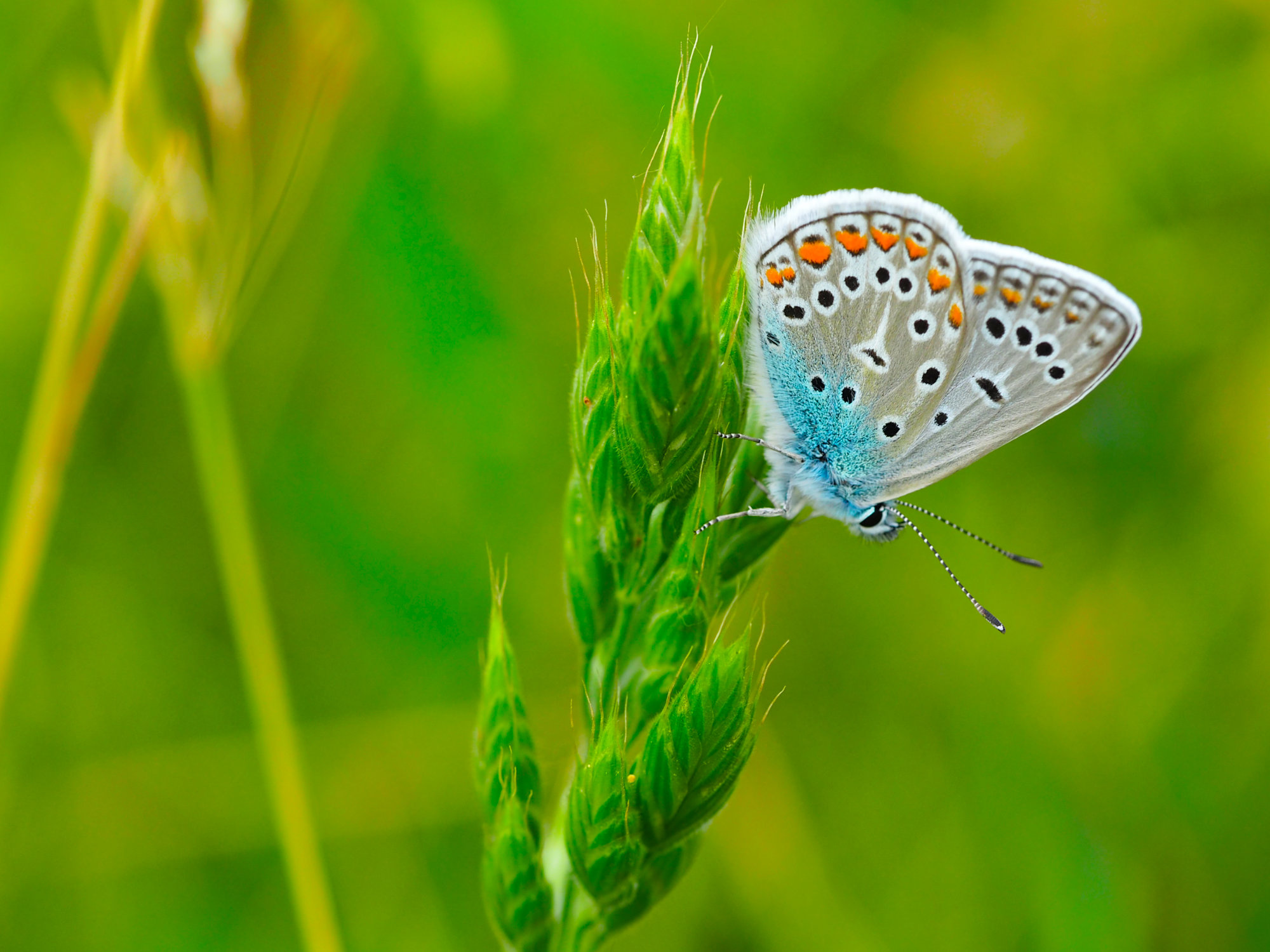 fotografija leptira u travi