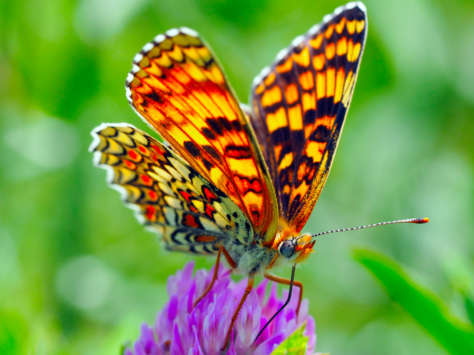 šareni leptir na cvetu