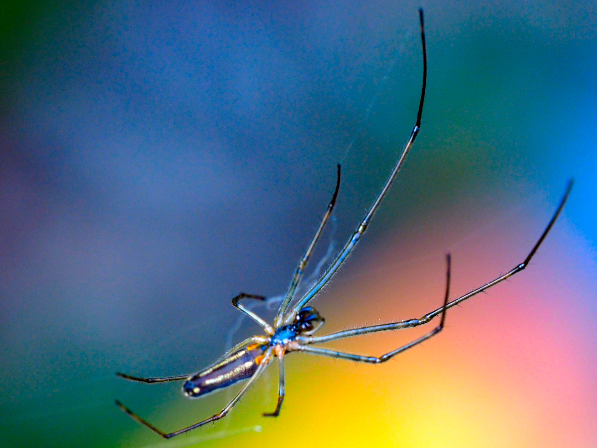 makro slika pauka na mrezi